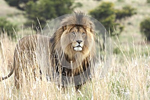 Male lion standing in grassland