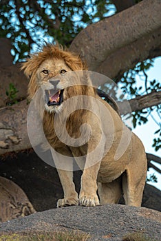Male lion standing on rock by tree