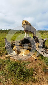 Male lion standing on tree stump with lioness lying on grass