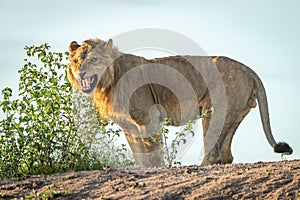Male lion stands baring teeth on bank