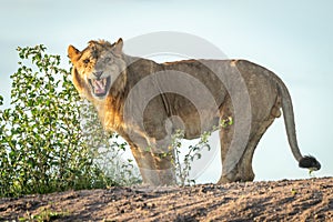 Male lion stands baring teeth towards camera