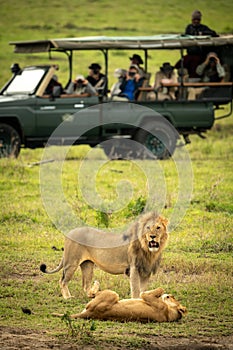 Male lion stands near lioness near truck