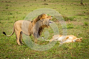Male lion stands over lioness baring teeth
