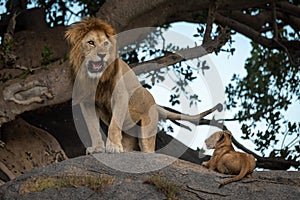 Male lion stands on rock by cub
