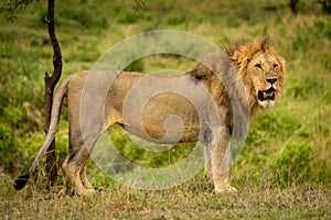 Male lion stands by tree turning head