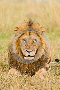 Male lion stare