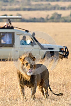 A male lion sticking its tongue