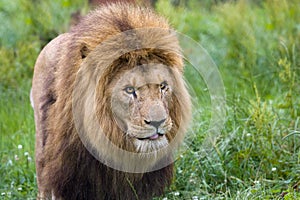 Male lion strolling