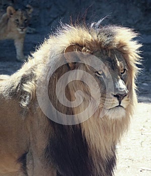 A Male Lion with a Sunlit Mane