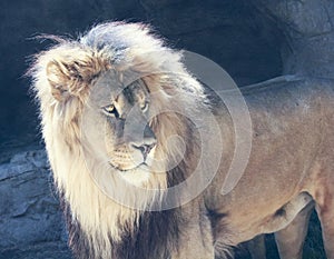 A Male Lion with a Sunlit Mane photo