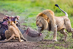 Male lion surrounded by flies scares away other lions protecting his kill