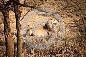 Male lion surveying his domain