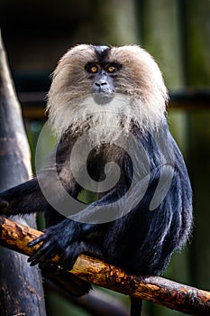 Male lion-tailed macaque