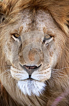 A male lion in tanzania national park