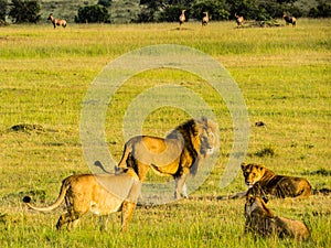 A male lion with three females