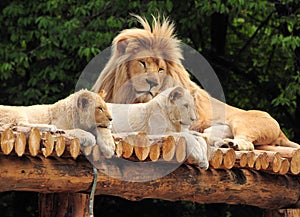 Male Lion With Two Baby Lions Resting On A Wooden Roof