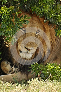 Male lion under a bush