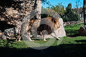 Male Lion walk on green grass lawn in Valencia Bioparc zoo. Spain photo