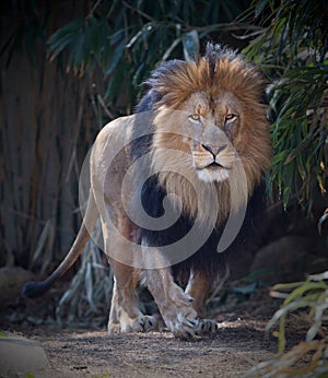 Male lion walking