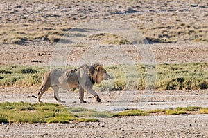 Male lion walking