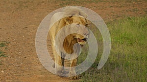 Male lion walking alone
