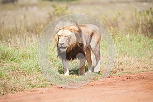 Male Lion walking alongside dirt road