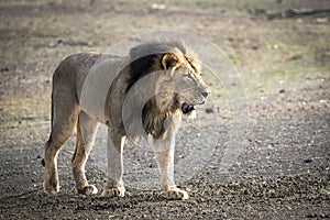 Male lion walking in Botswana