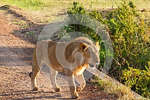 Male lion walking on a dirt road