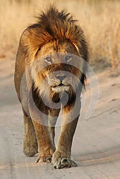 Male lion walking down the road