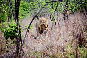 Male lion walking through the forest