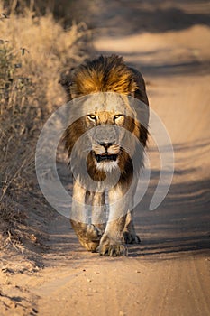 male lion walking in the golden light down the dirt road