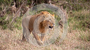 Male lion walking in the grass, Kenya
