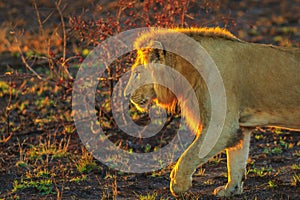 Male Lion walking Kruger