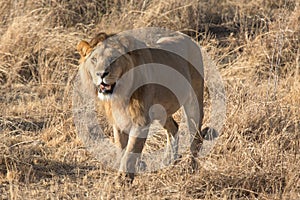 Male lion walking in Ngorongoro Crater