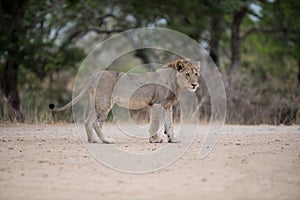 Male lion walking on the road with a blurred background