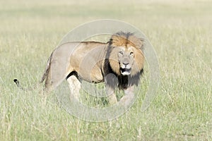 Male Lion walking on savannah looking in distance