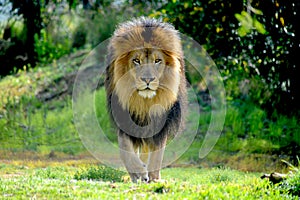 Male Lion walking straight at me