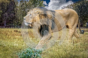 A male lion walking through tall grass