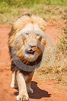 Male Lion walking towards camera