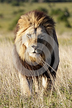 Male lion walking towards the camera