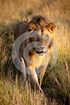 Male lion walking towards camera along track