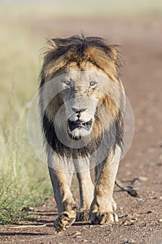Male lion walking towards camera over savannah