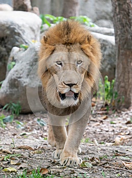 Male lion walking in zoo