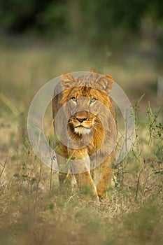Male lion walks through clearing with catchlights