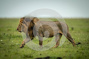 Male lion walks left over grassy plain