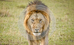 A male lion walks toward the camera.