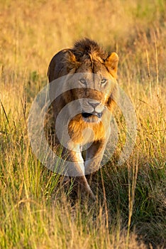 Male lion walks towards camera along track