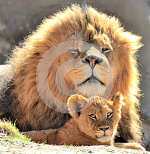 Male Lion watching over his cub.