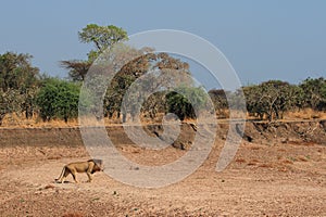 Male lion in the wild