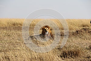 Male lion in the wild